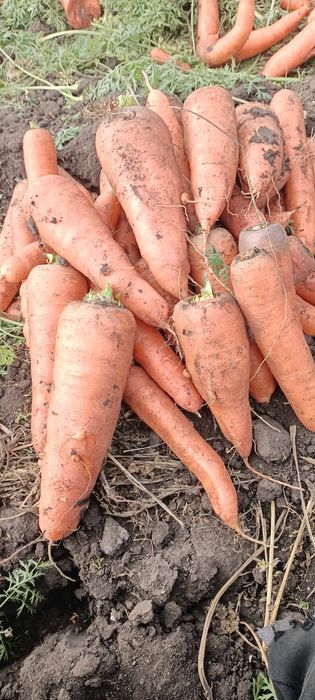 Картофель местный