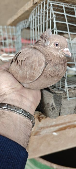 Продам голубей готовая пара