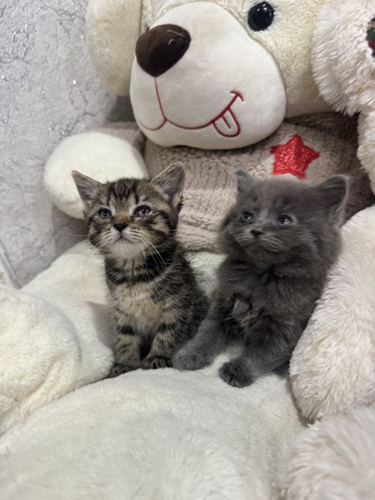 Продам шотландских котят