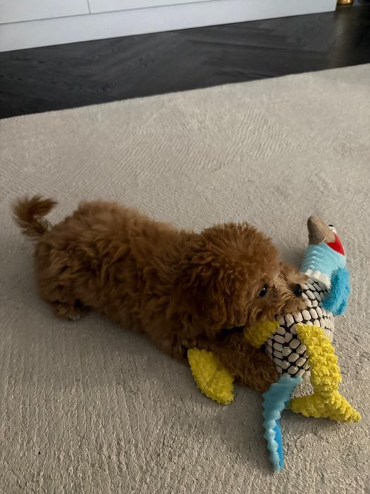 Щенок мальтипу девочка