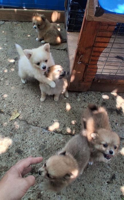 Продавам прекрасни кученца померан