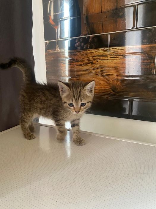 Отдам котенка в добрые руки Девочка