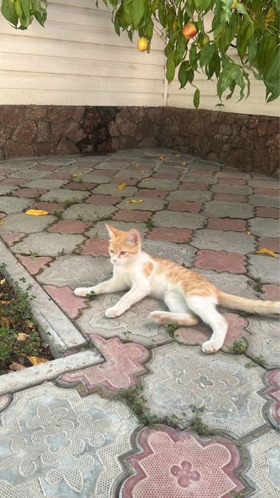 Кот бесплатно…..
