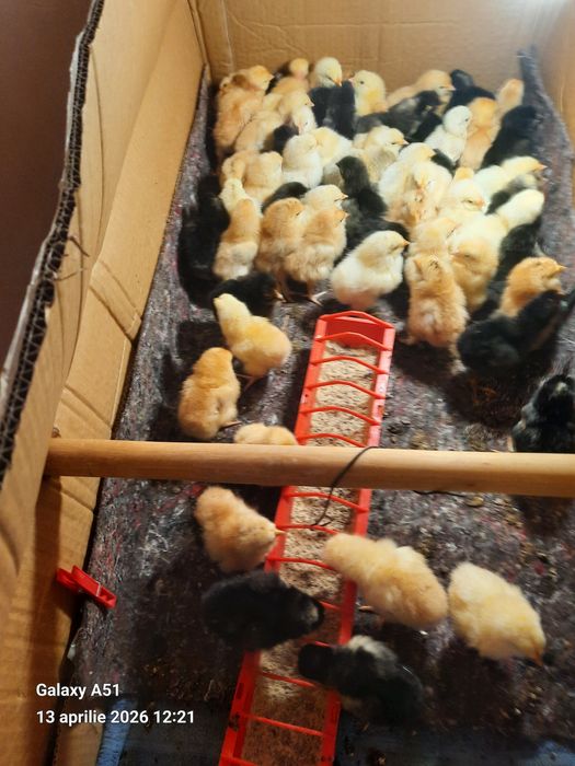 Vind pui Brahms Australorp și de taŕa