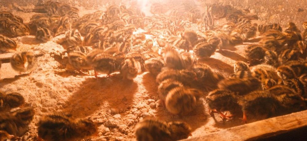 Бедана тухуми жужаси сотилади