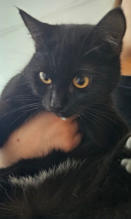 Кошка красивая , подбросили в подъезд .