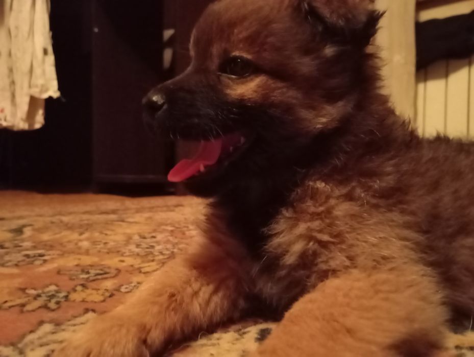 Месячный щенок девочка