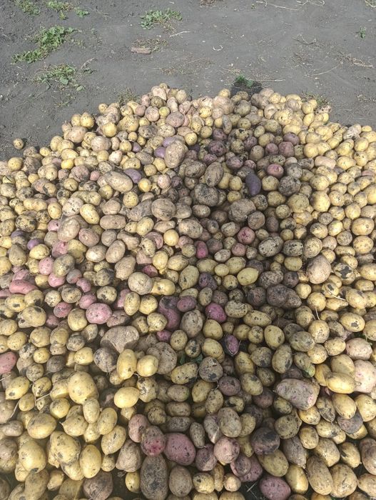 Продам картофель