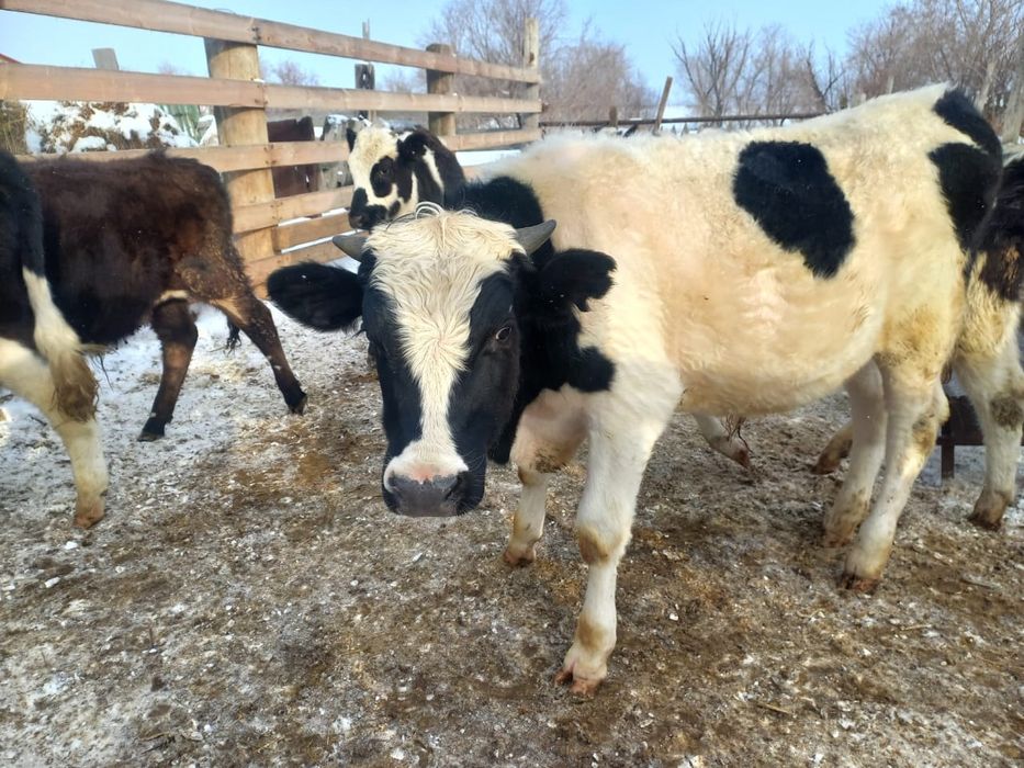 Продается племенной бычок