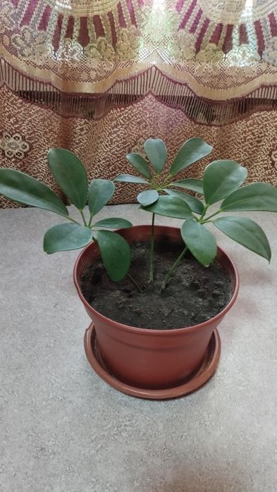 Шефлера красивое комнатное растение