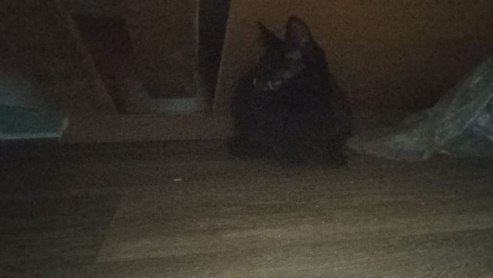 Котик ищет свою семью