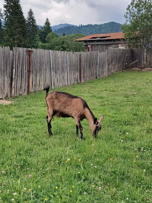 Vând capre alpin francez prima fătare