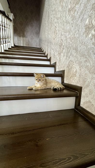 Продаётся чистокровный котята