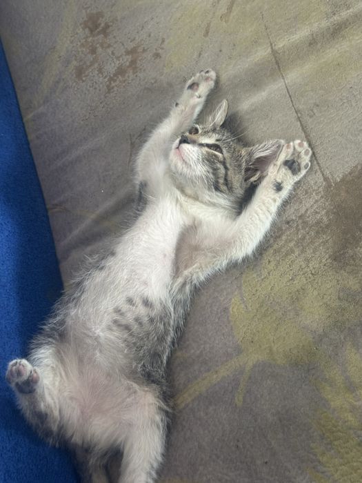 котёнка в добрые руки