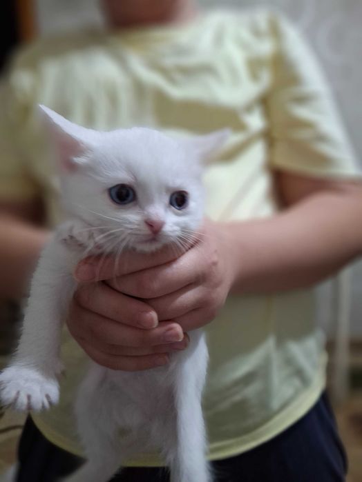В добрые руки котята
