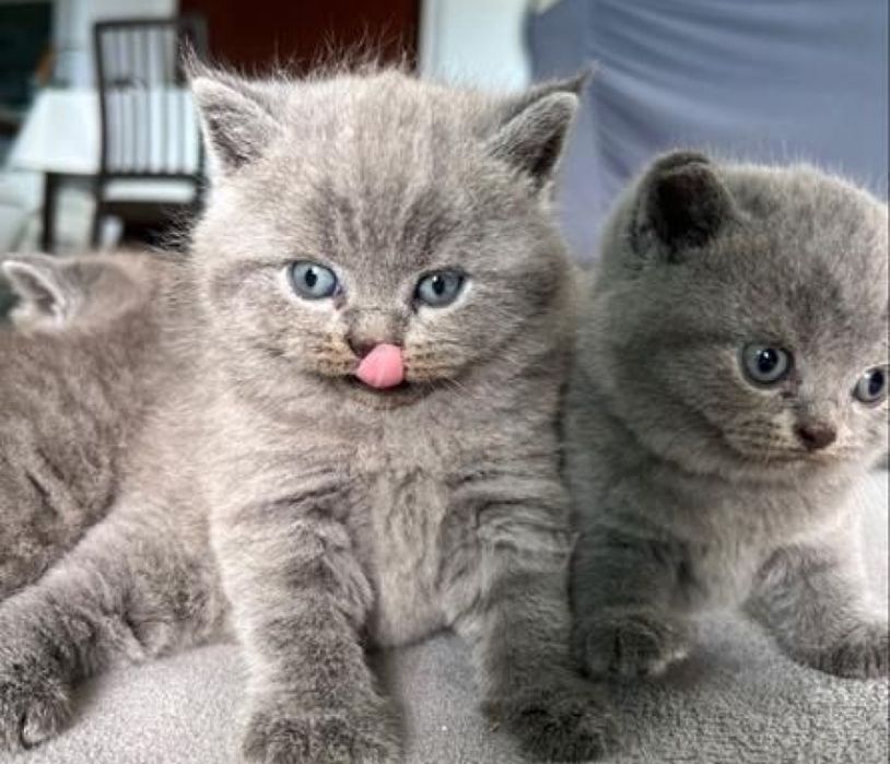 Британские котята резерв