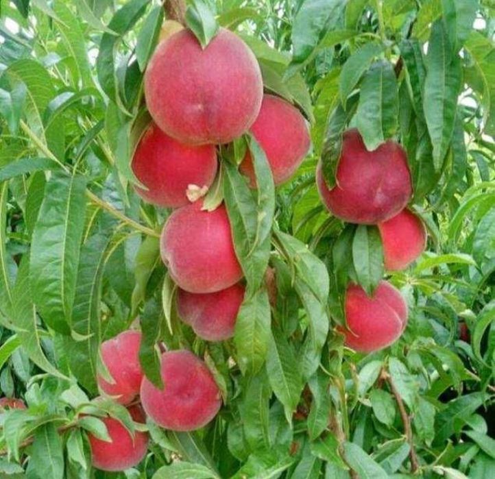 Шафтол кучатлар бор 100 ишонжли