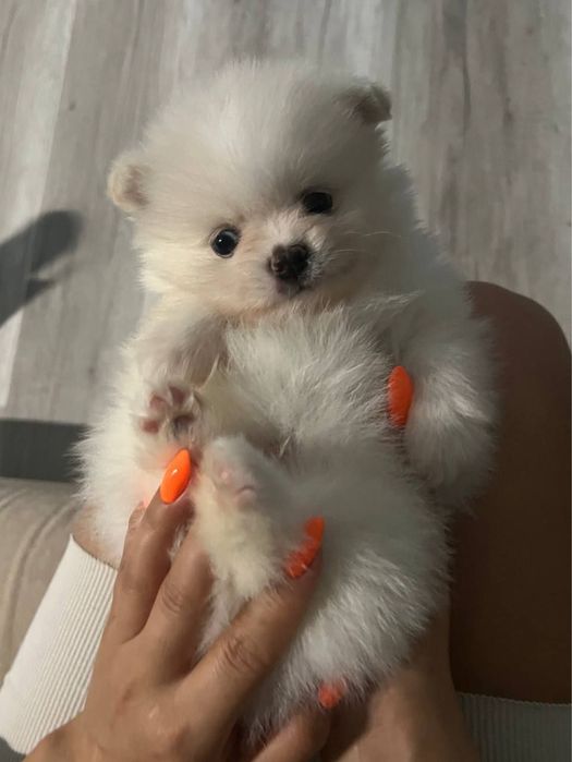 Открыт резерв на щенков шпица