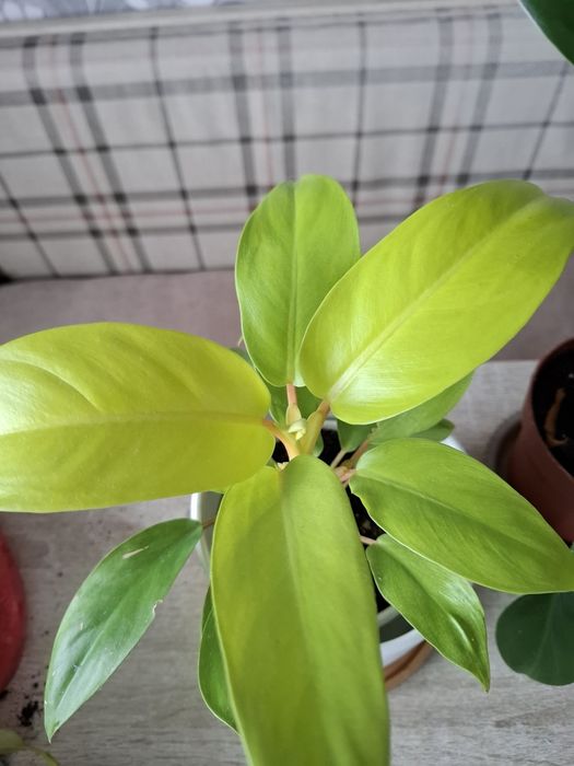 Продам цветок филодендрон Malay Gold