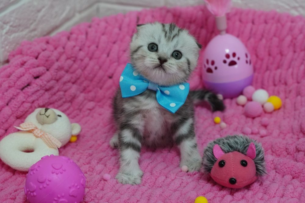 Вислоухие котята