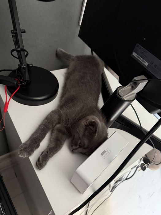 Шотландский котенок