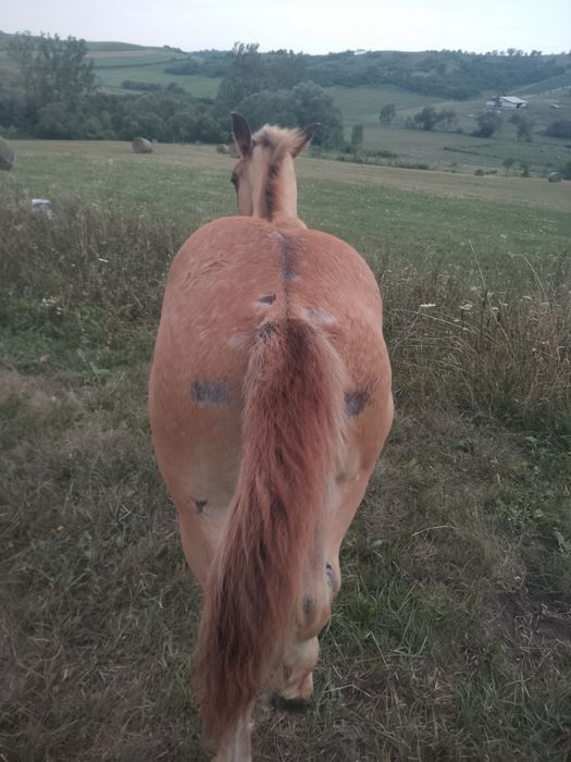 Iapa de vânzare  gestanta