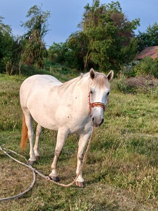 Vand iapa de 5 ani foarte cuminte garantă la caruta nici o ploblema  mai multe detali in privat