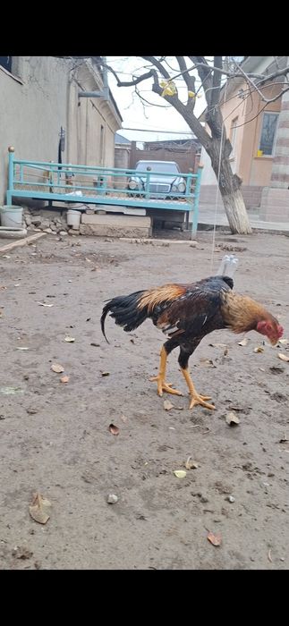 Дакан, бойцов...