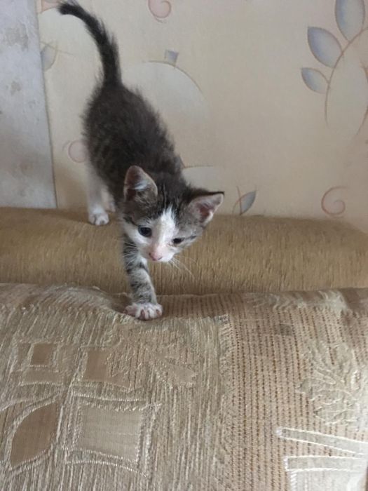 Кошечка 1 месяц)