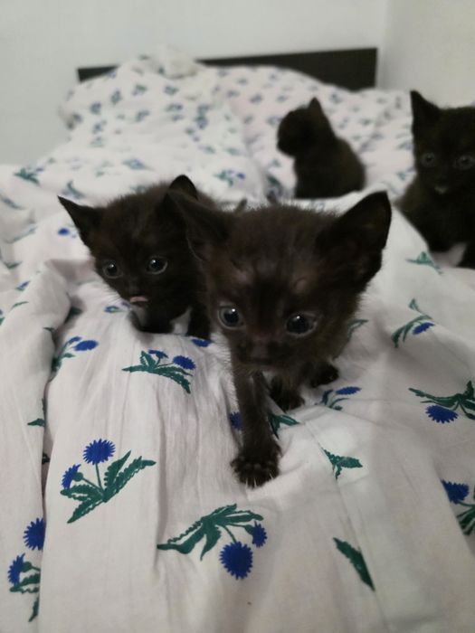 Котята в хорошие руки