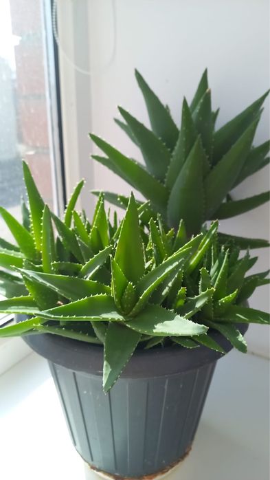 алое вера гулдери сатылады