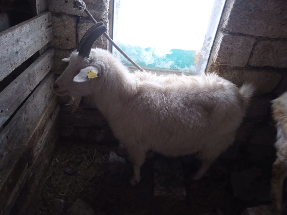 лақтар ешкі коза недорого