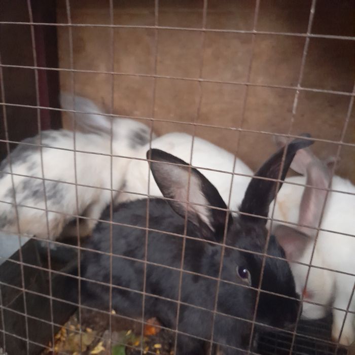 Кролики фландер 3месяца