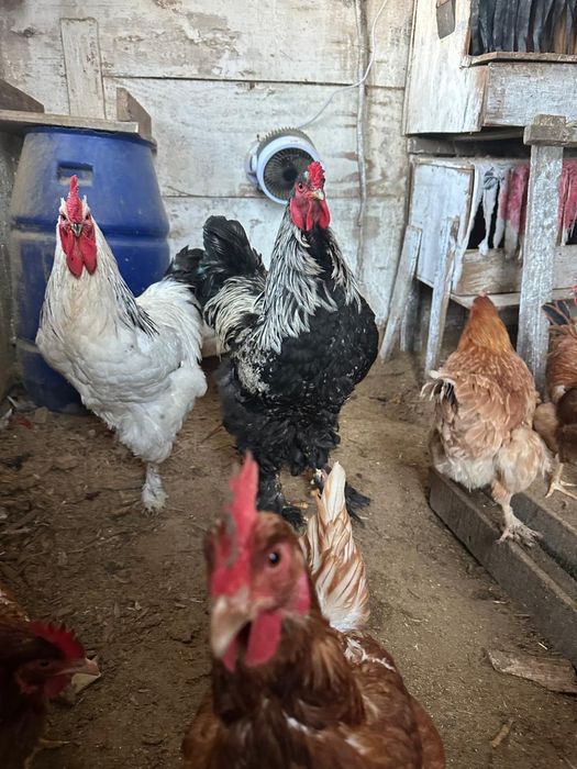 Продам домашних цыплят