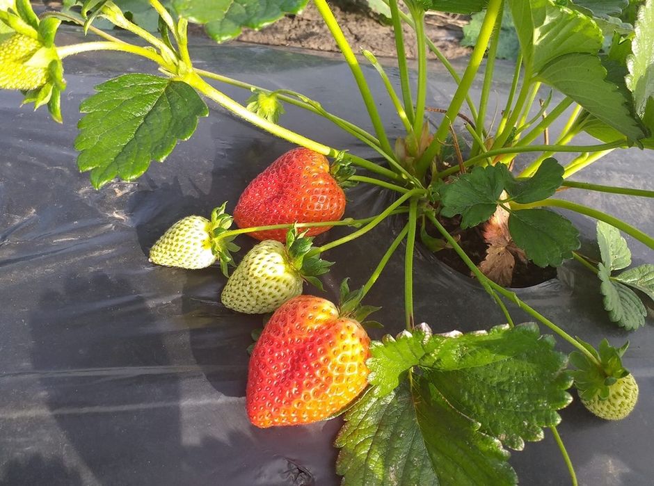 Folie Mulcire 15microni, 30 microni; Perforata sau Neperforata