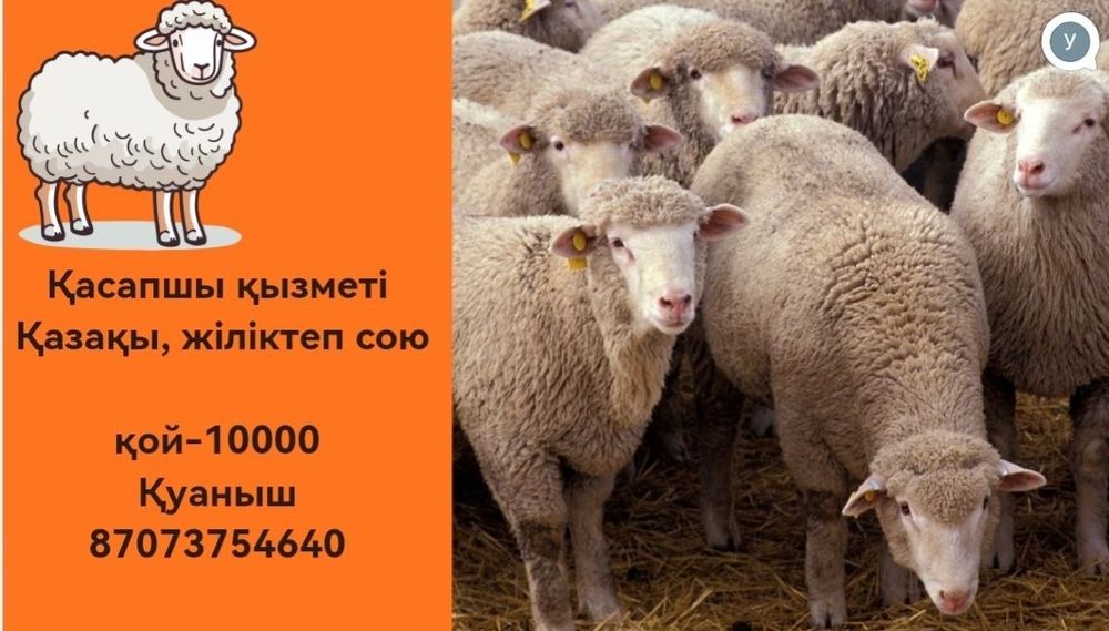 Кой сою касапшы кызметтеры