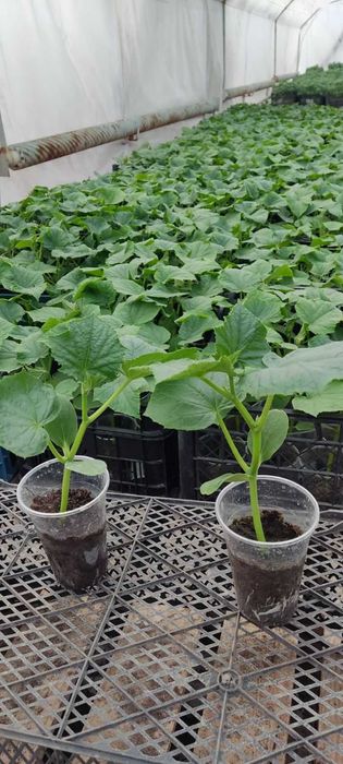 Разсад домати,краставици,пипер