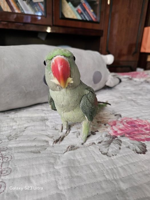 Александровский попугай 9 ойли