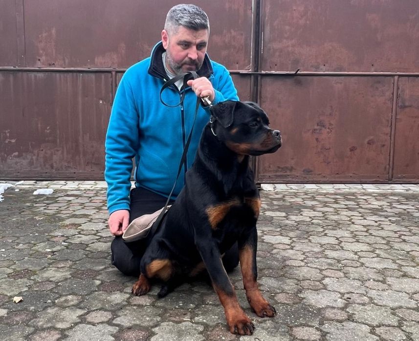 Vand femela Rottweiler cu pedigree