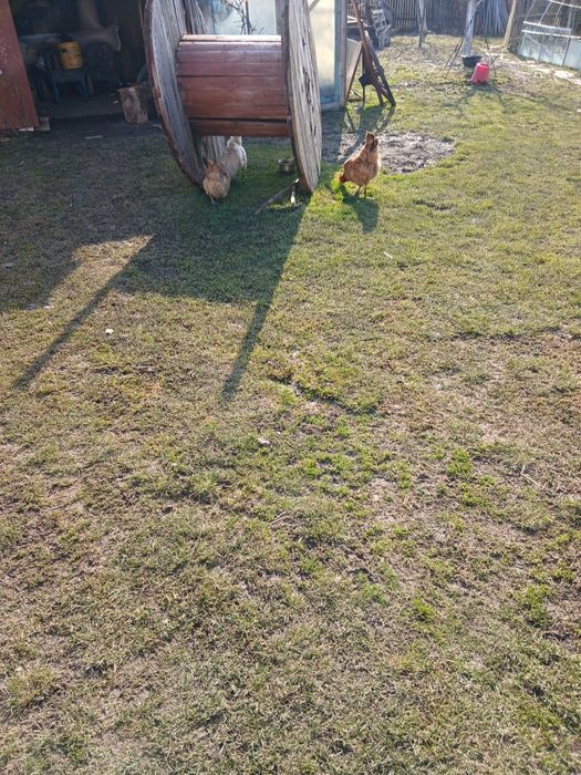 Oua de gaina pentru consum