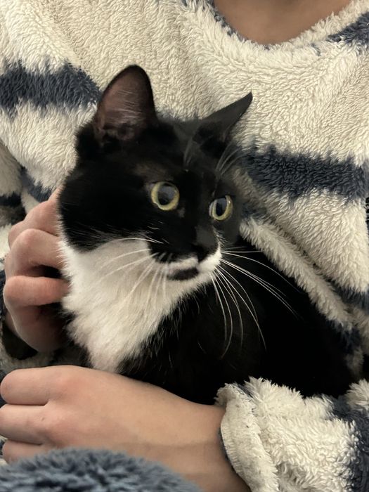 Отдам кота даром