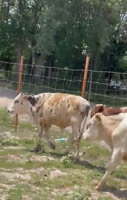 Продам бычков бука сатамын