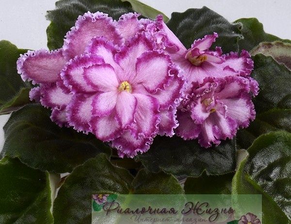 Продаются взрослые цветущие фиалки , а также детки