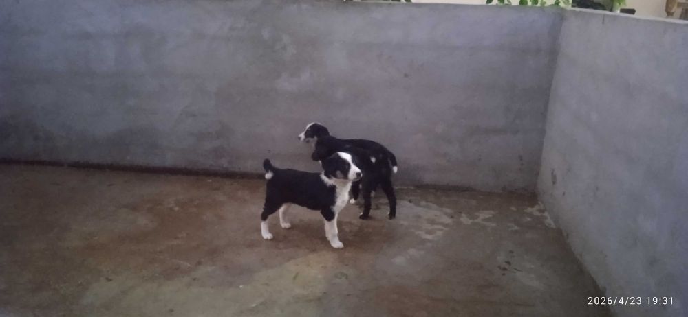 Собачки в добрые руки