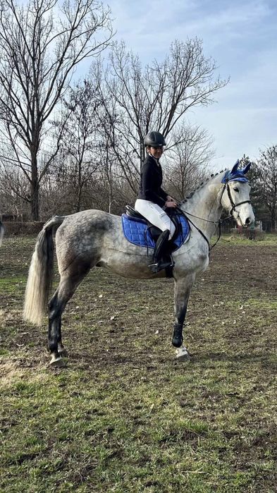 Cal de sarituri, cal de scoala, shagya arab, cal echitatie