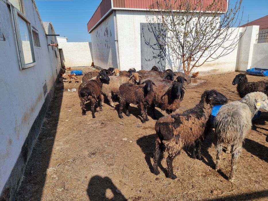 Семіз Қой (жирные Бараны)