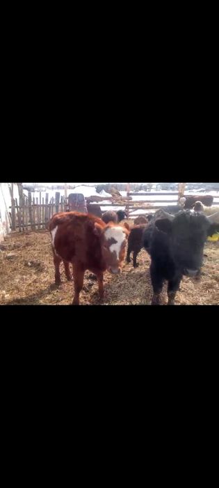 Продам телку и быков на доращивание торг
