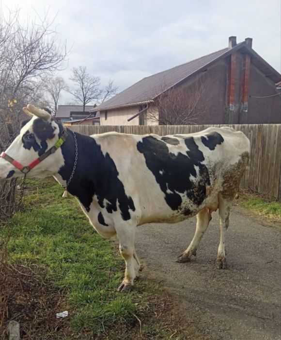 Vand vaca tanara 850 kg