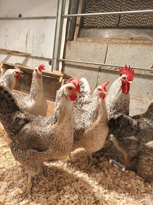 Куры породы барковская барбистая