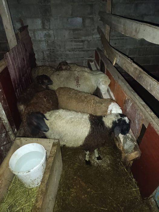 Продам жирных токты